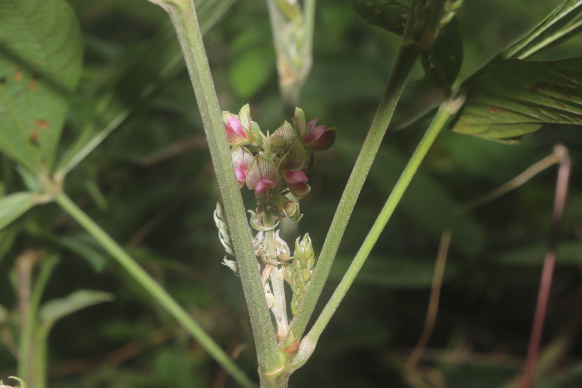 Flemingia macrophylla (Willd.) Kuntze ex Merr.